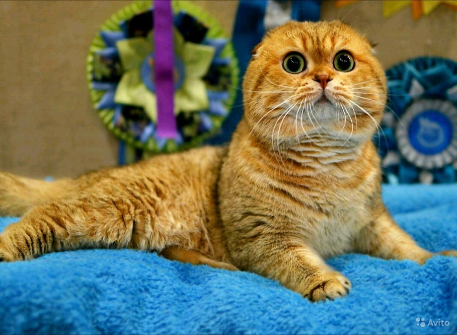 Скоттиш фолд золотой