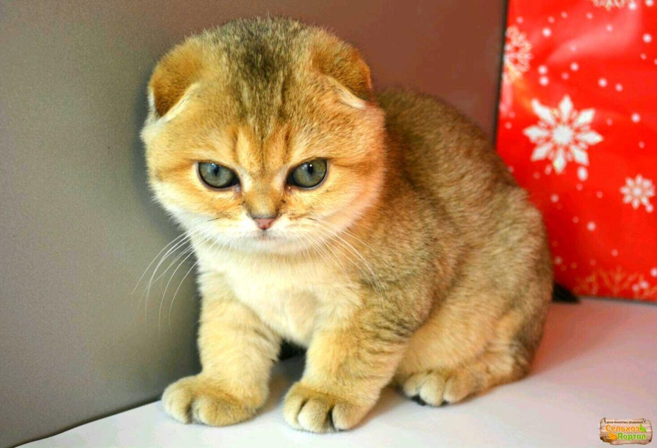 Кошка Шотландская вислоухая шиншилла Золотая семейка