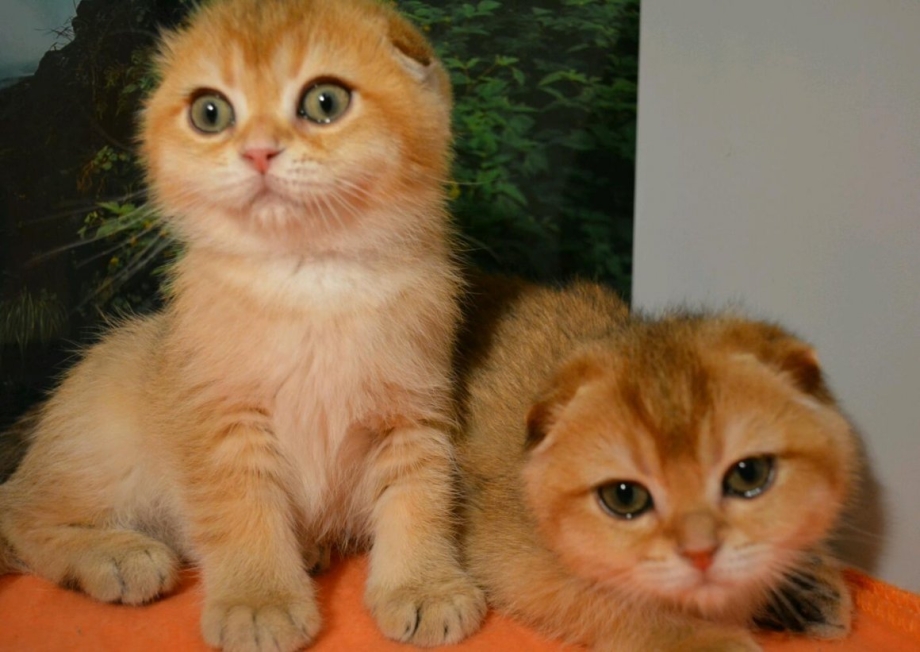 Скоттиш фолд золотой котята