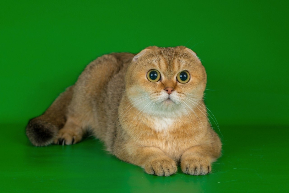 Скоттиш фолд золотой тикированный