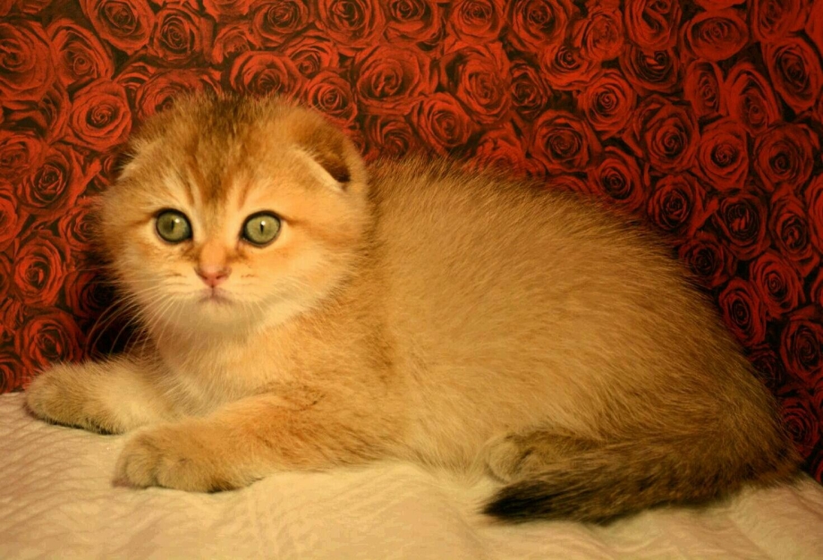 Котята в Перми Шотландские вислоухие золотые
