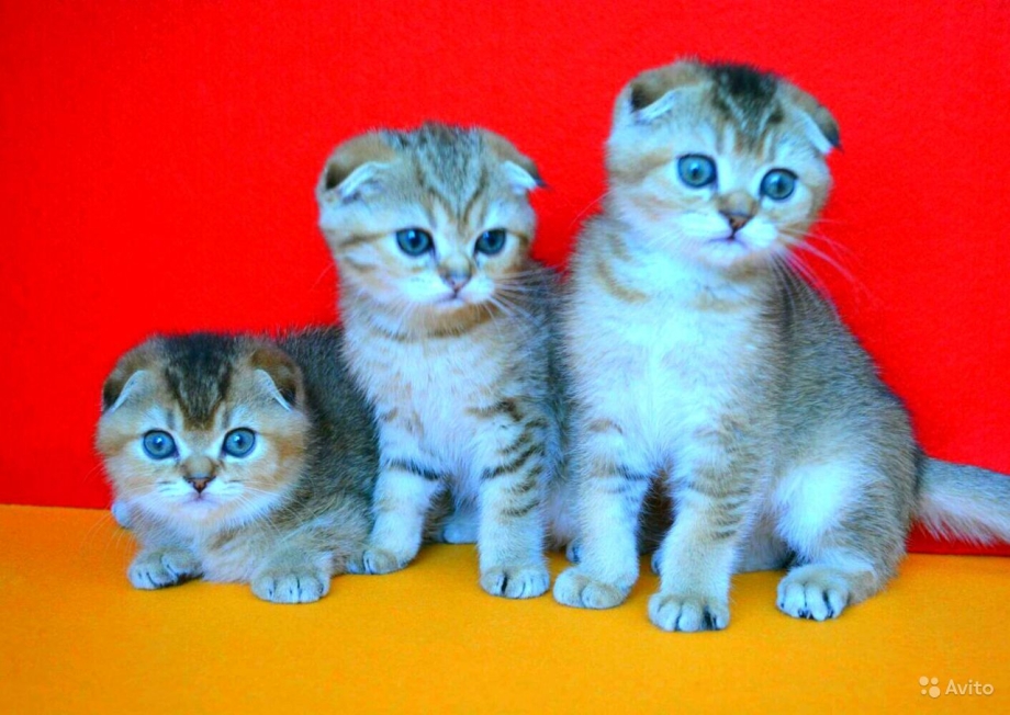 Шотландцы котята