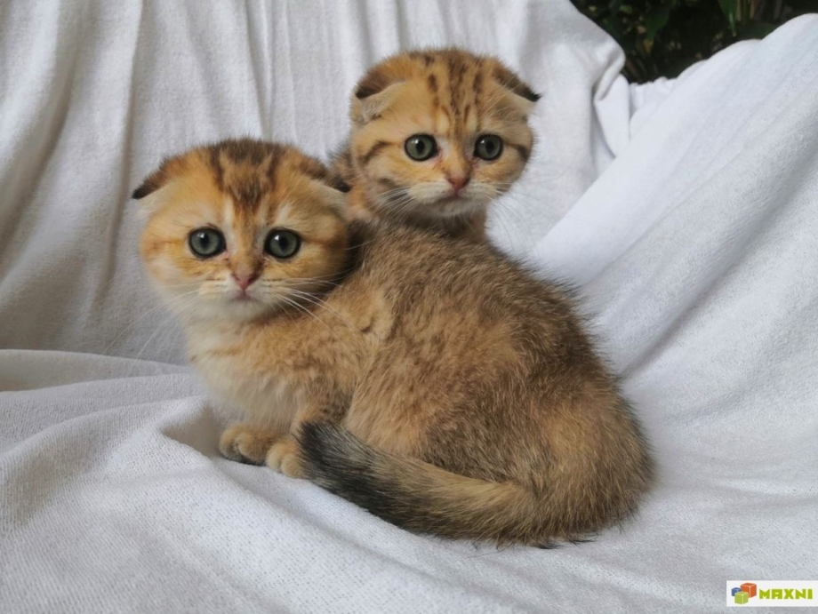 Котята Шотландские вислоухие золотые