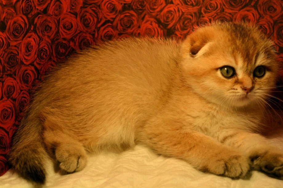Котёнок шиншилла вислоухая рыжая