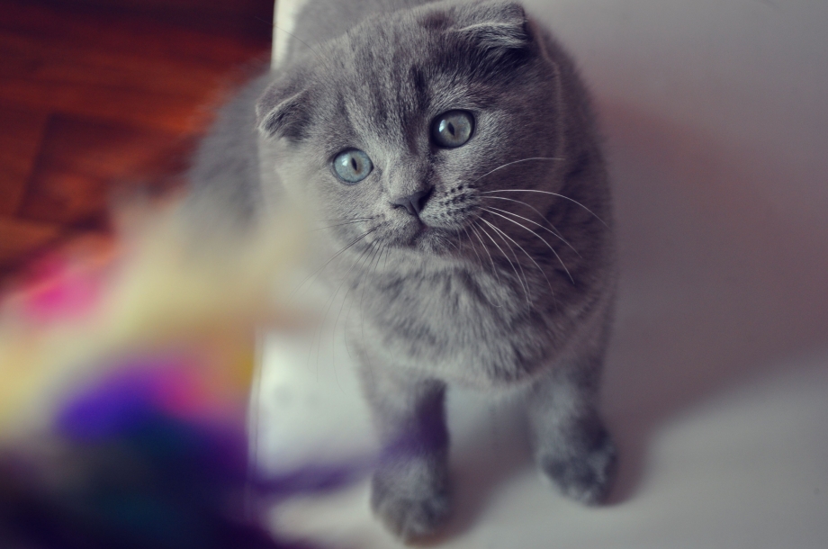 Красивые котики вислоухие