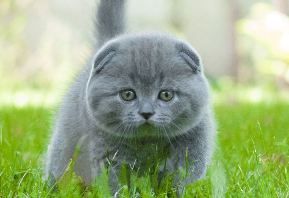 Скоттиш шартрез