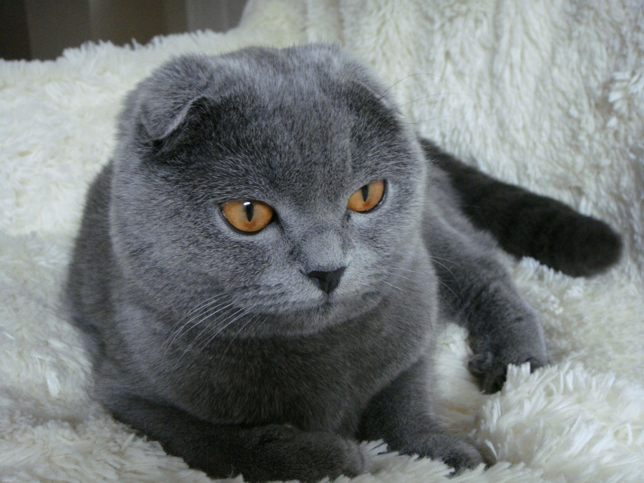 Британский скоттиш фолд