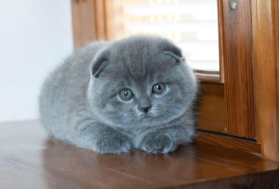 Шотландская вислоухая кошка голубая