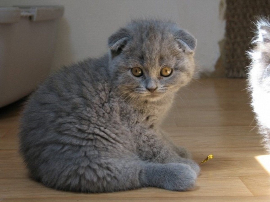 Scottish Fold Munchkin котенок