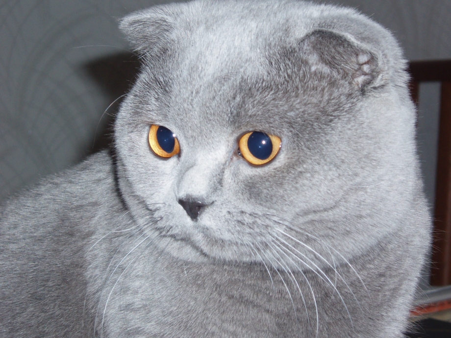 Шотландский вислоухий кот серый