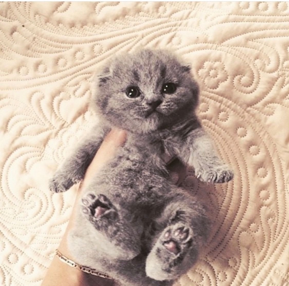 Милые Шотландские вислоухие кошки