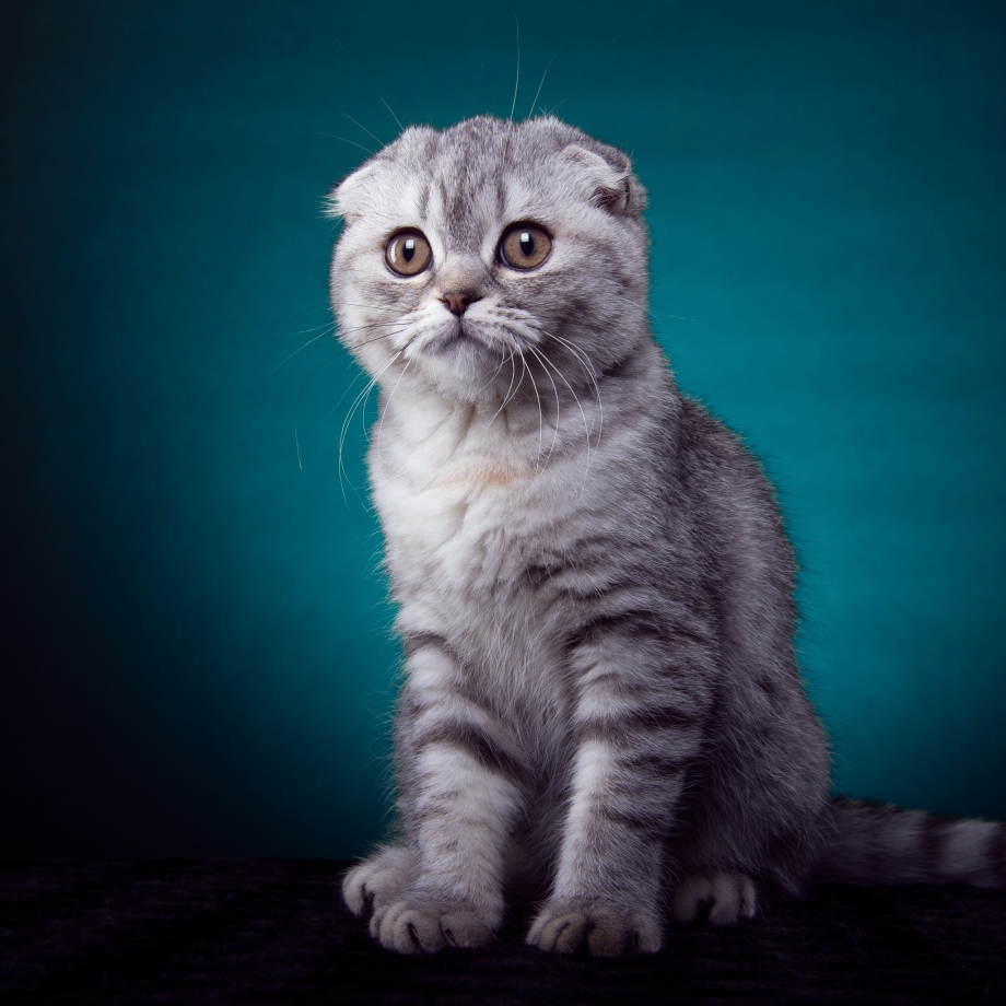 Скоттиш-фолд Шотландская вислоухая