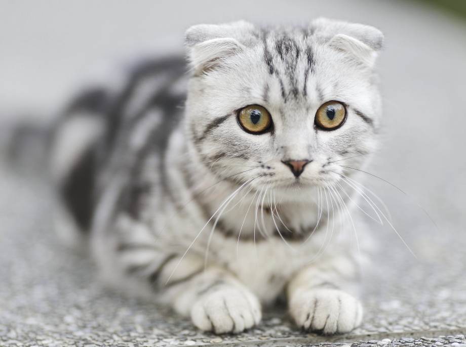 Шотландский вислоухий кот полосатый