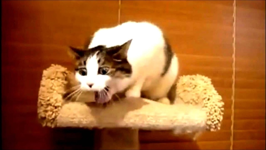 Кот рыгает