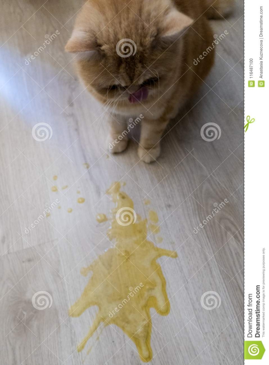 Кот рыгает