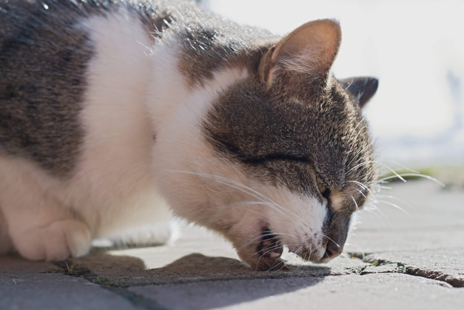 Котенок спит в лотке