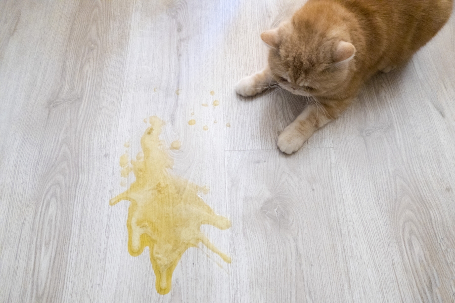Для аппетита коту