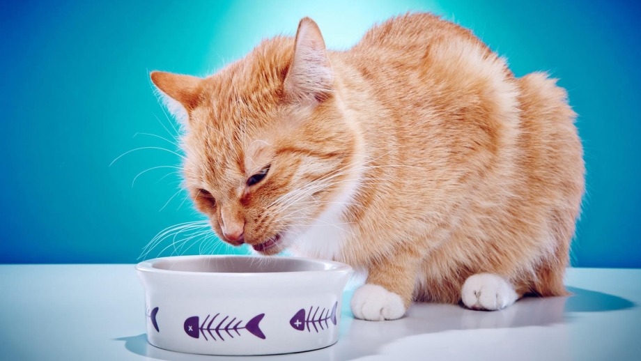 Кота тошнит
