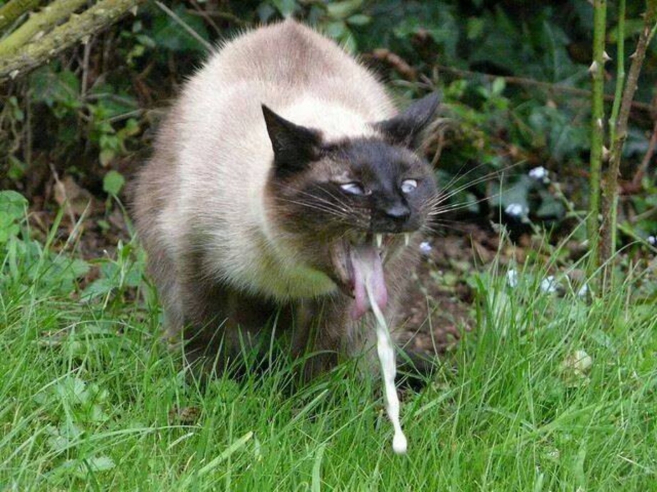 Кошка которую тошнит