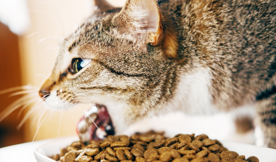 Коты и туалетная бумага