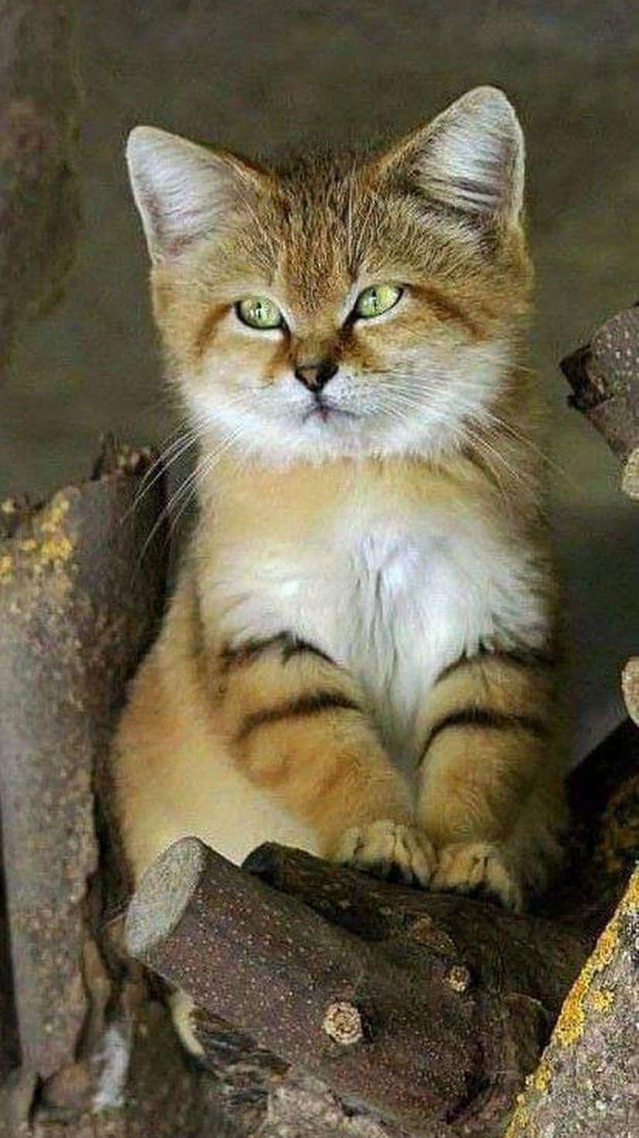 Барханный кот