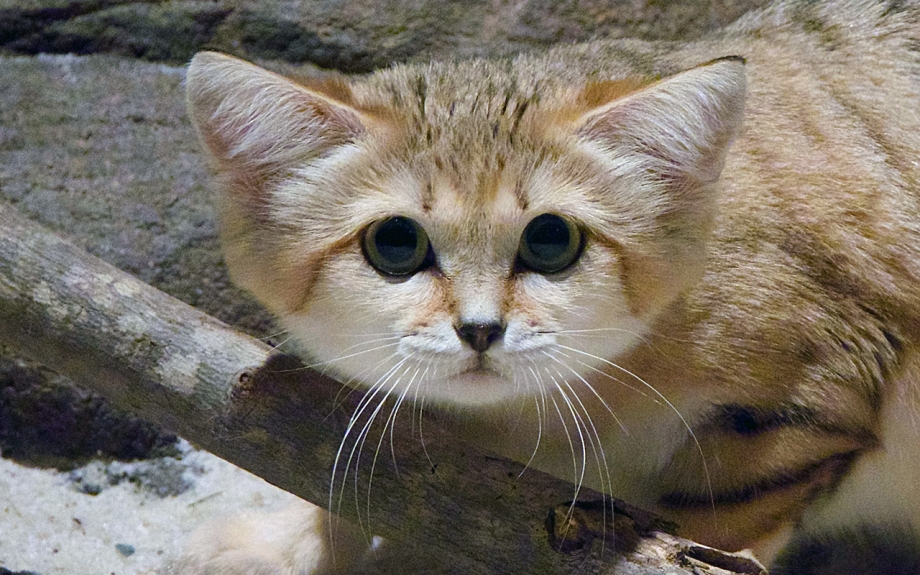 Барханный песчаный кот
