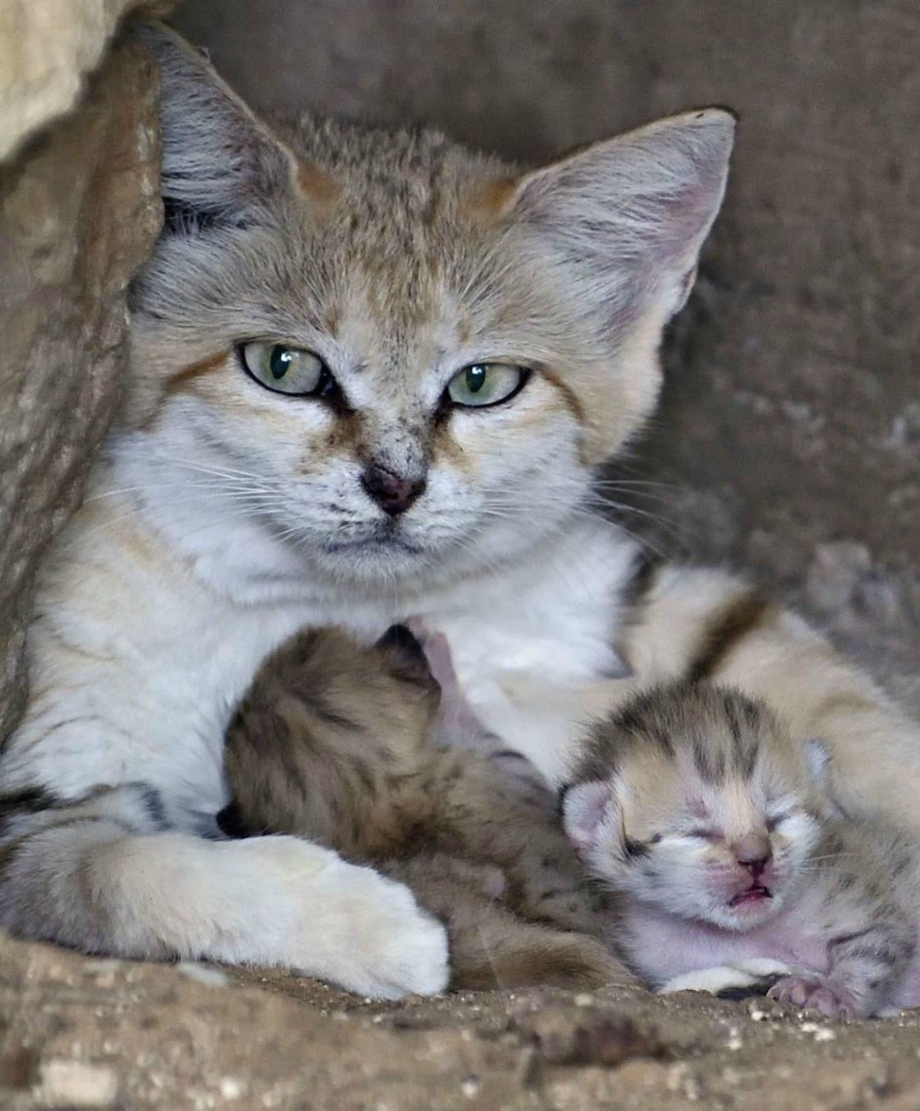 Барханный кот котята