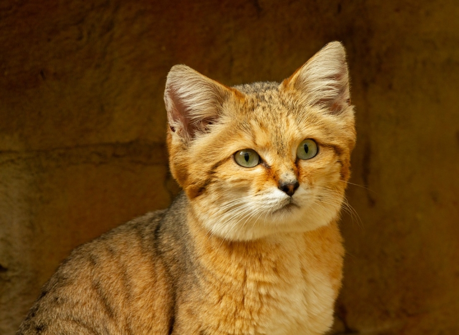 Кот песчаного цвета