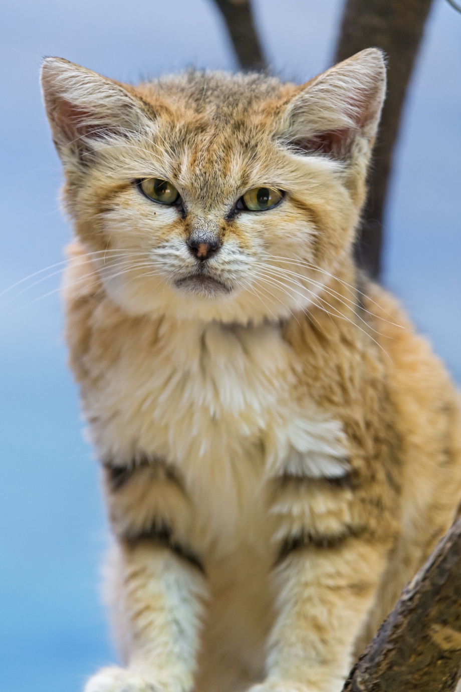 Дикий барханный кот