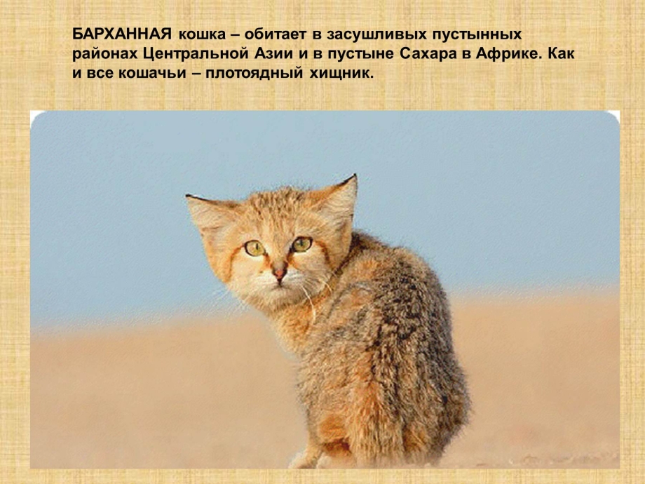 Барханный кот лапы
