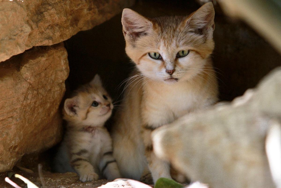 Барханная кошка (Песчаная кошка)