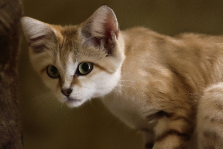 Барханная кошка