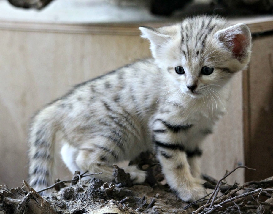 Китайская Гобийская кошка