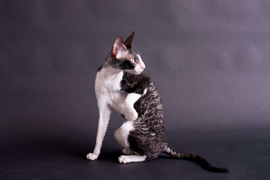 Корниш рекс кошка