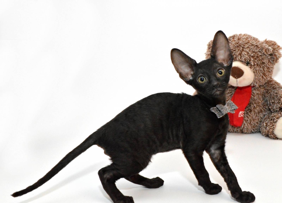 Кошка Корниш рекс котята