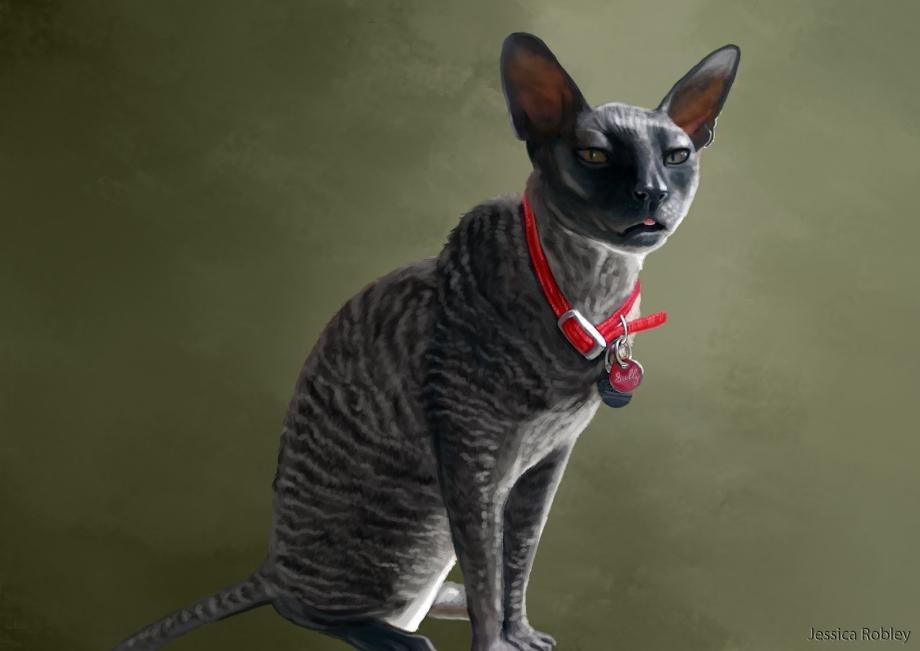 Корниш рекс