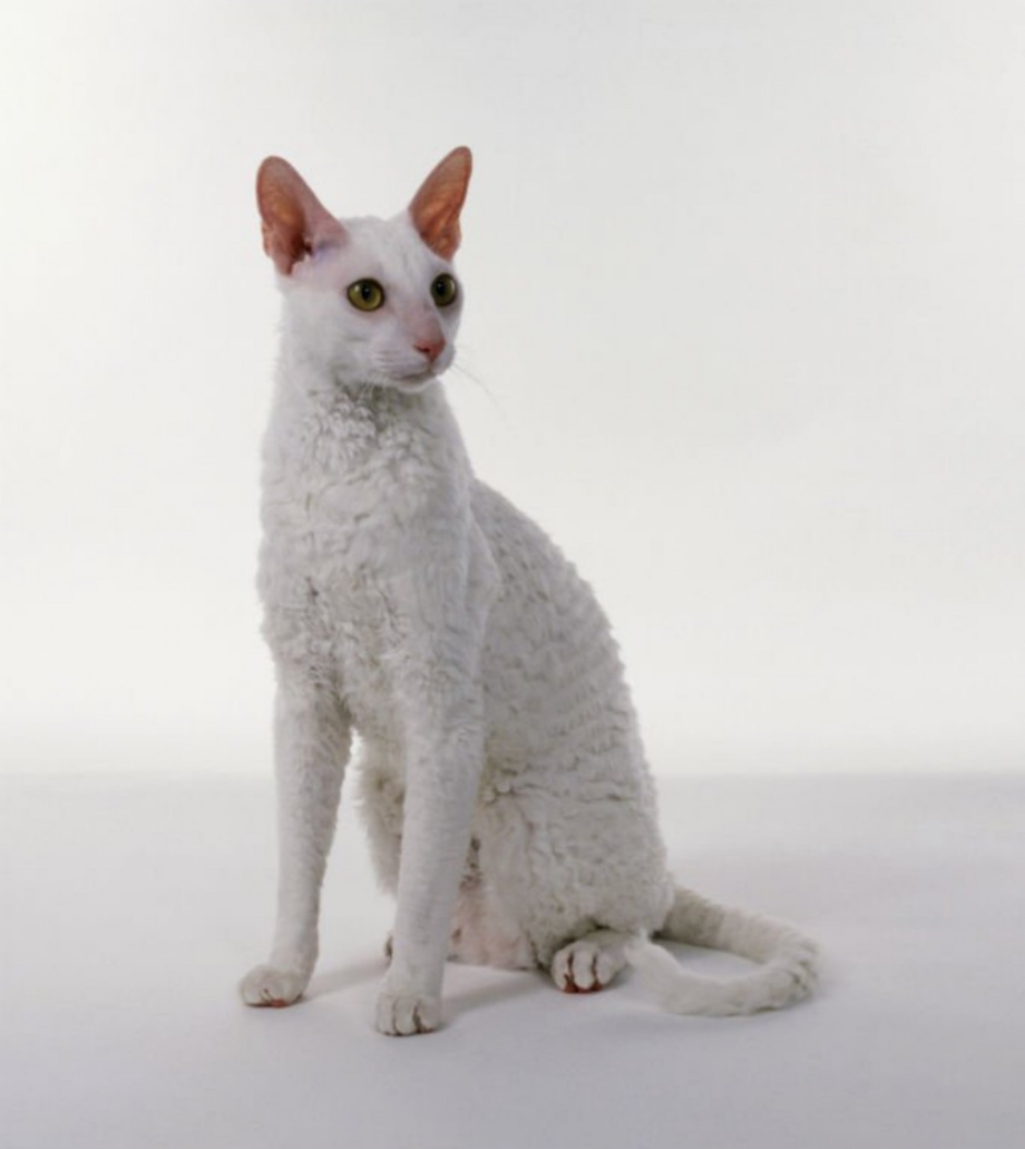 Корниш рекс кошка