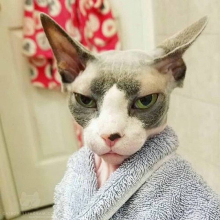 Кот улыбается