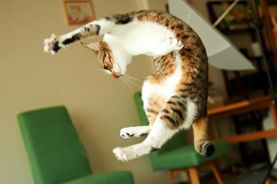 Популярные коты