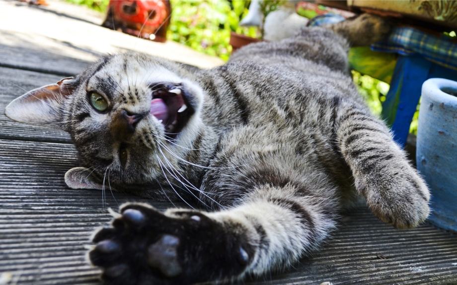 Мимишные котики