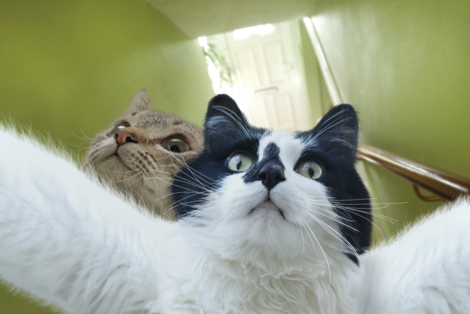 УГАРНЫЙ кот