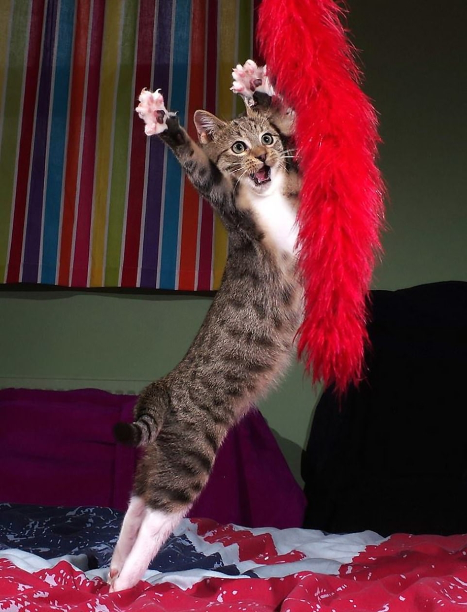 УГАРНЫЙ кот