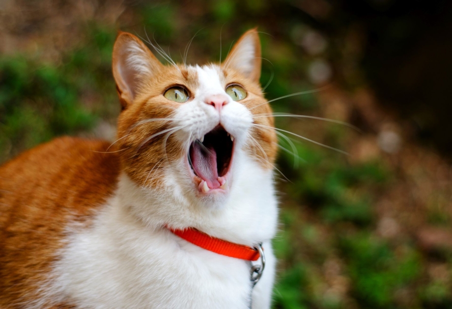 Угарные коты