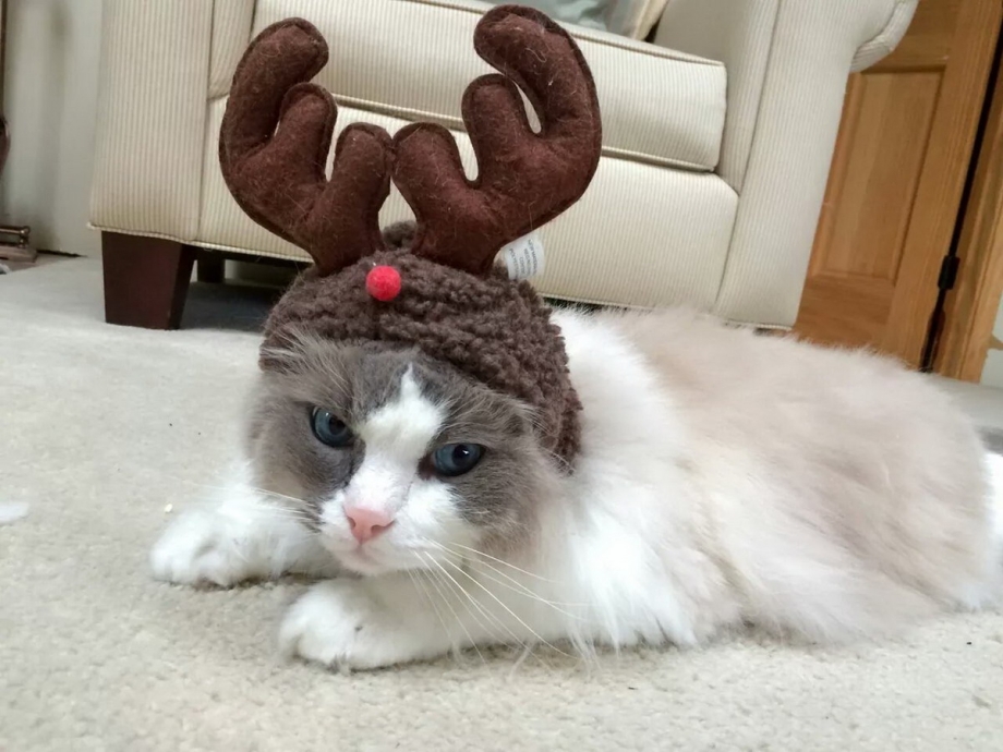 Мемные коты
