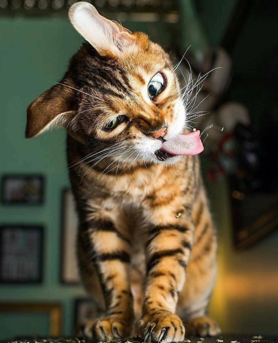 Приколы про котов