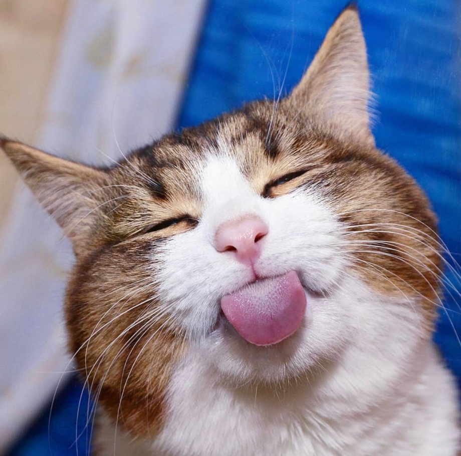 Веселый котик