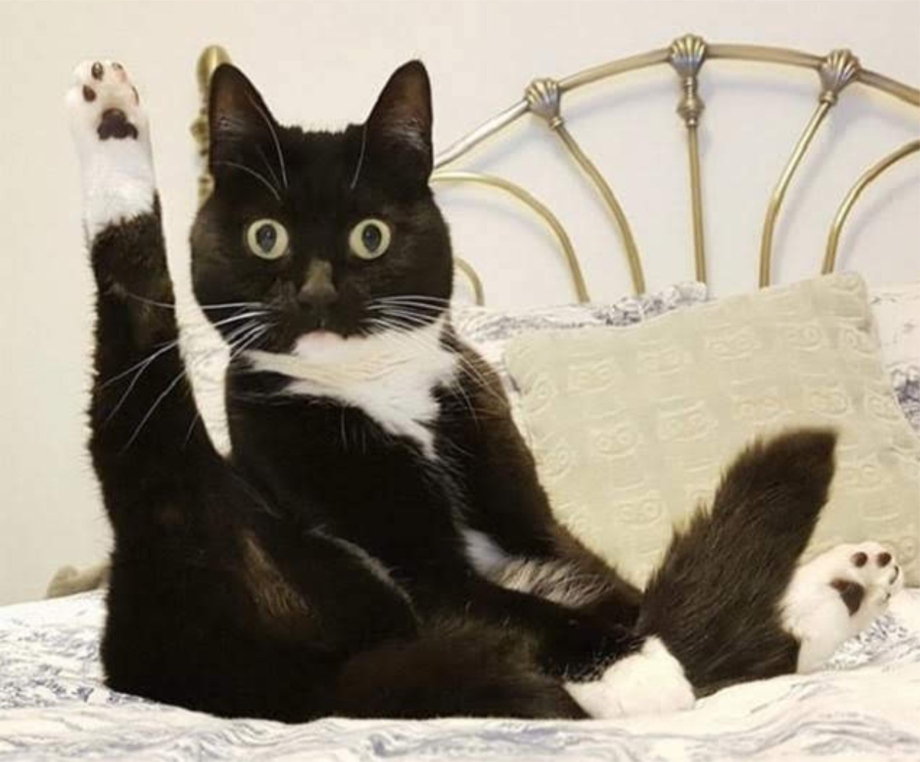 Приколы про котов
