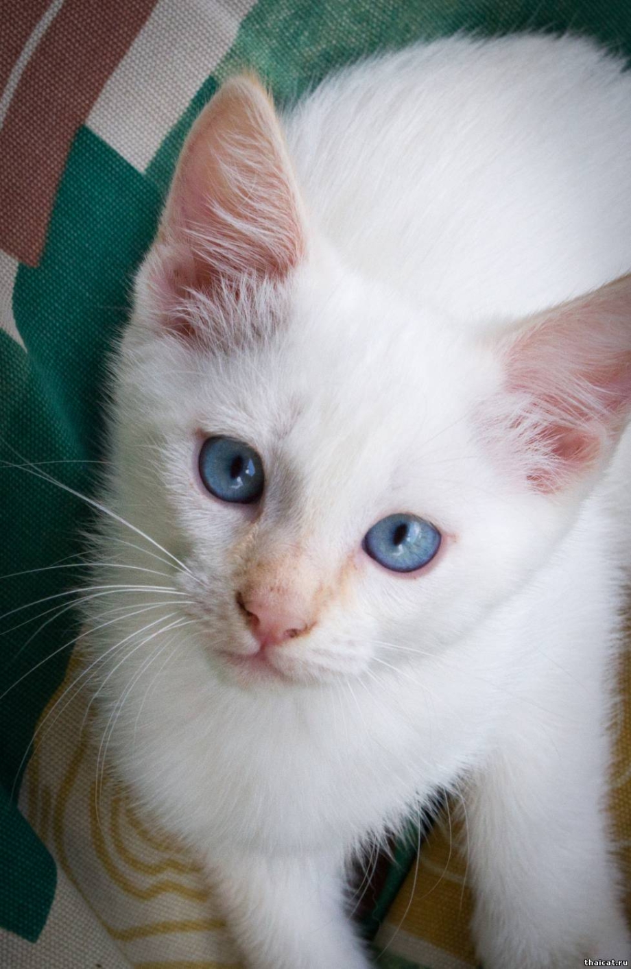 Британский кот колор Пойнт