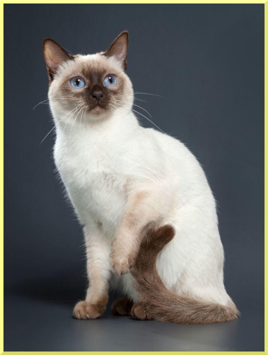 Тайская кошка фото