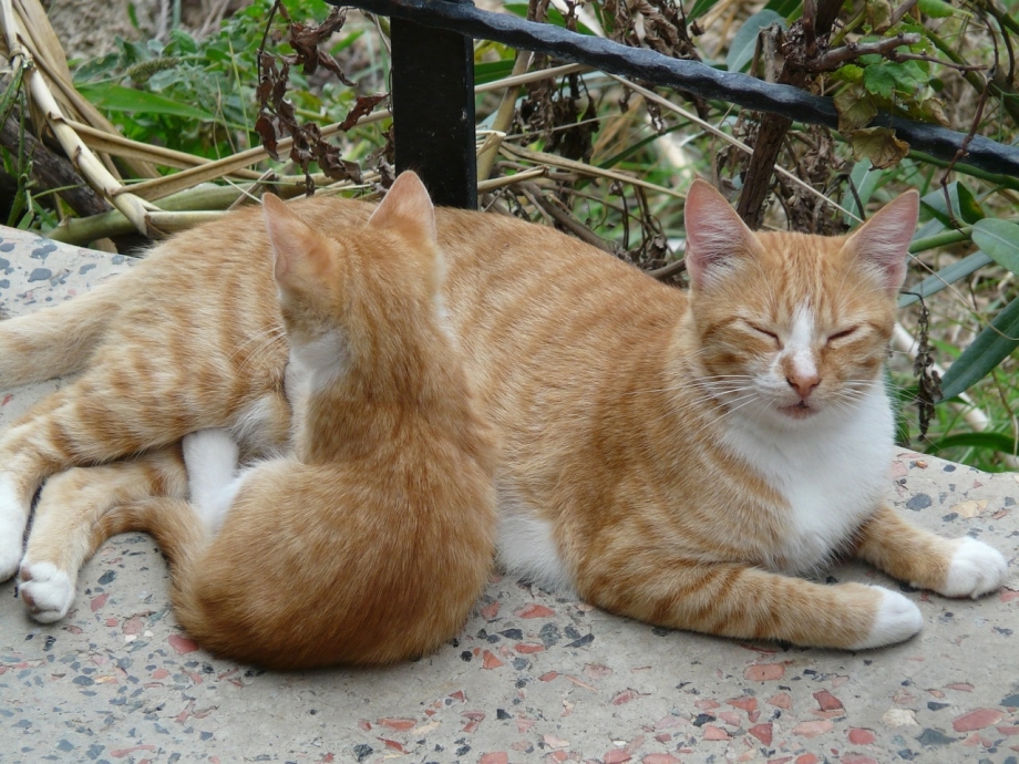 Британский короткошерстный кот рыжий